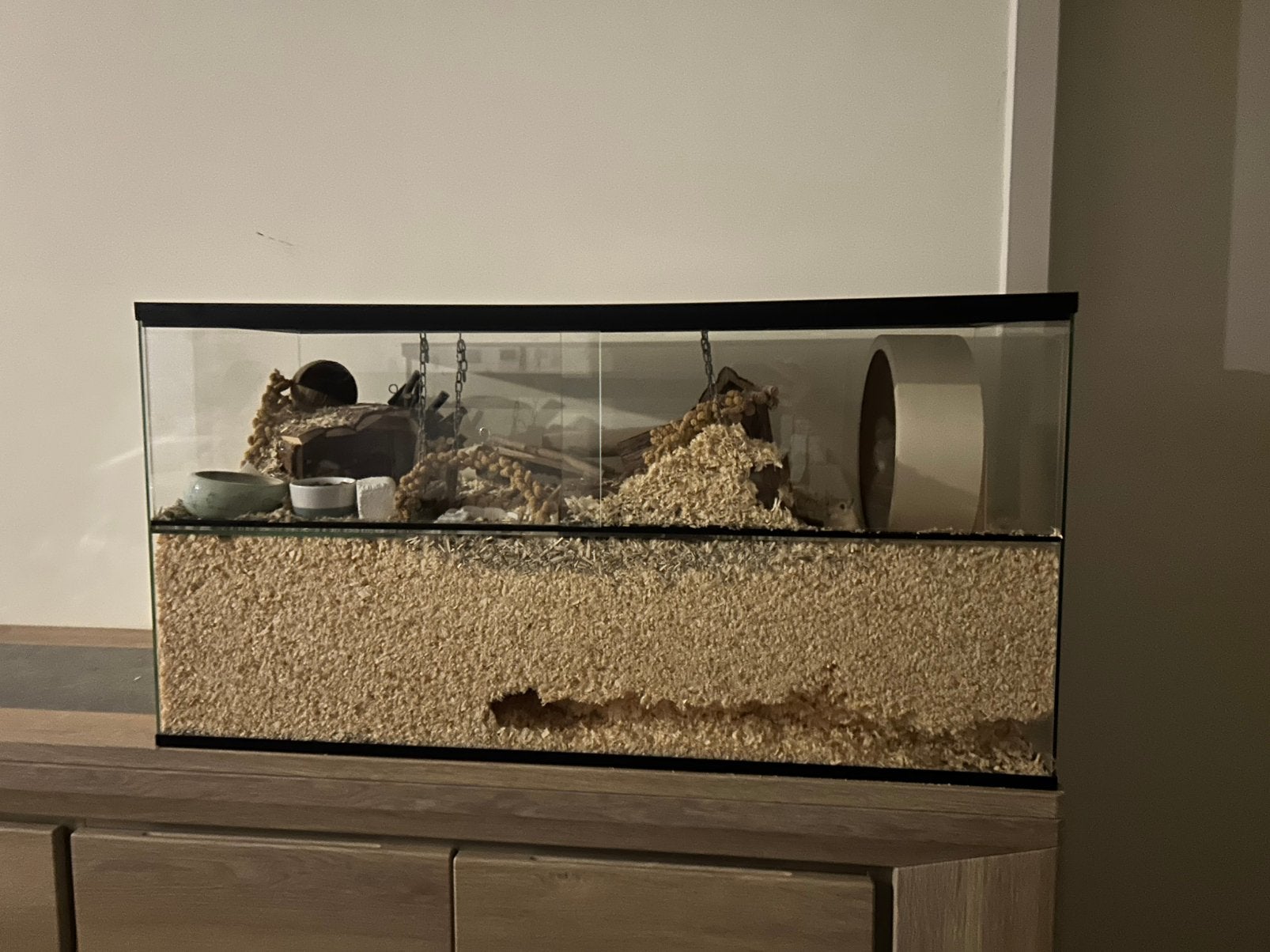2 meisje gerbils +alles benodigdheden, Dieren en Toebehoren, Vrouwelijk, Januari, Overige typen, Tam