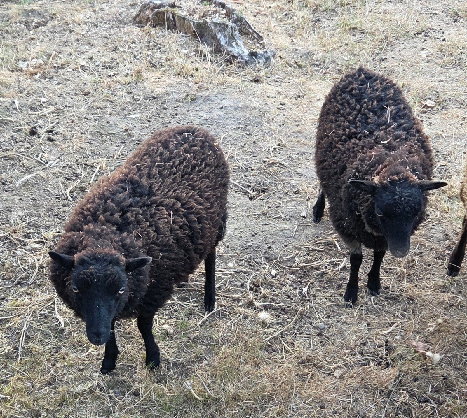 ouessant schaapjes te koop, Animaux & Accessoires, Moutons, Chèvres & Cochons
