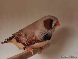 zebravinken en japanse meeuwen 2026, Dieren en Toebehoren, Vogels | Overige Vogels, Tropenvogel