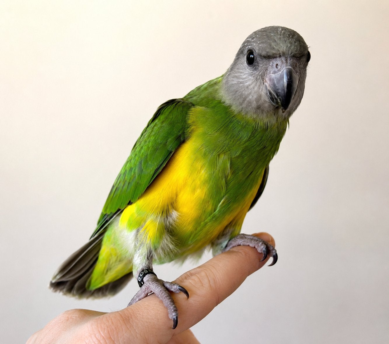Des you you apprivoisé et sevré, Plusieurs animaux, Perroquet, Parleur