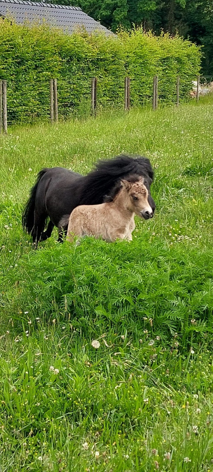 Shetlander, Dieren en Toebehoren