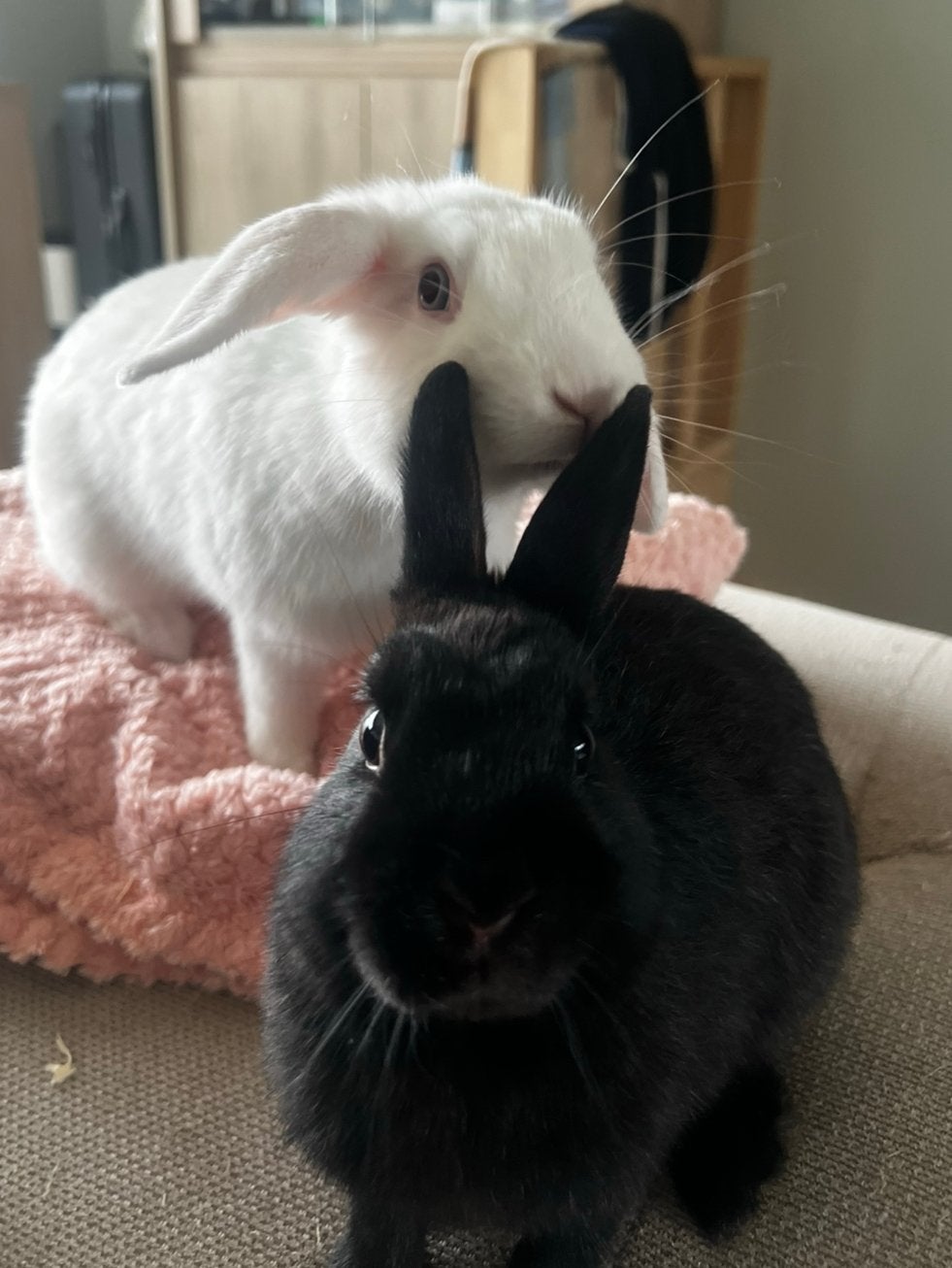 2 lieve meisjes zoeken een huisje, Vrouwelijk, Dwerg, Hangoor, 0 tot 2 jaar