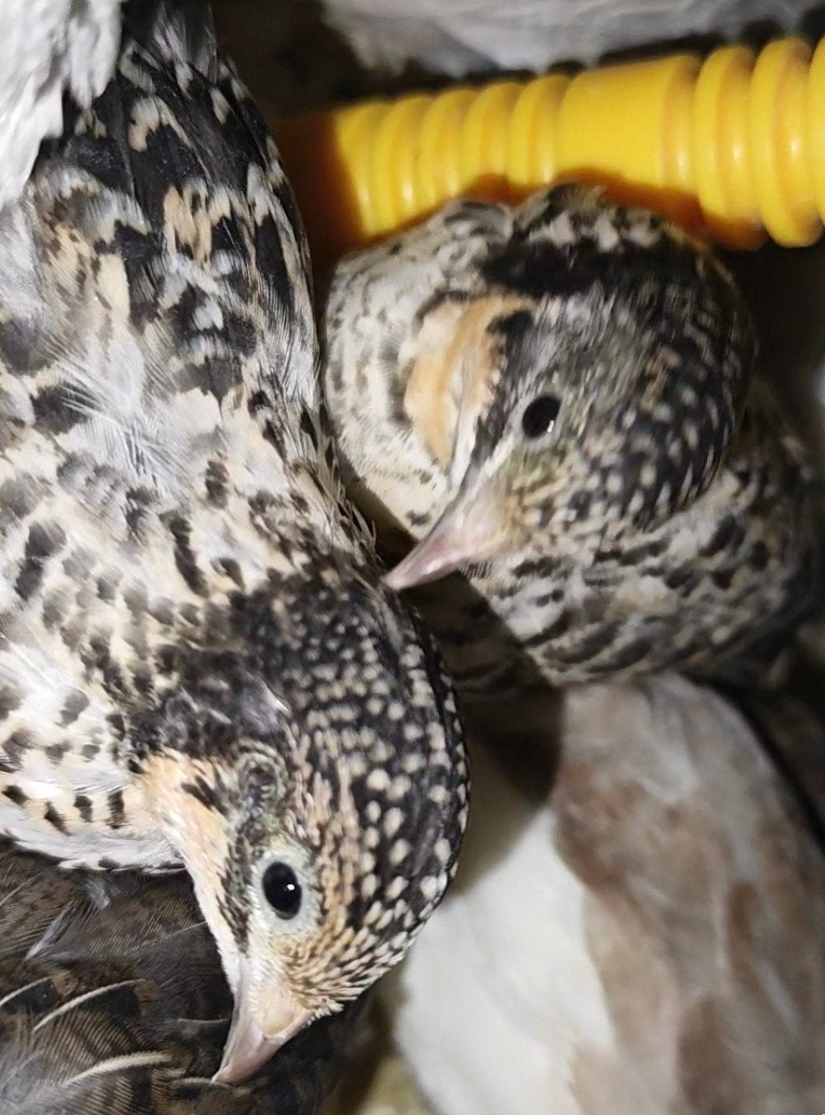Chinese dwergkwartels - Verschillende kleuren, Dieren en Toebehoren, Pluimvee