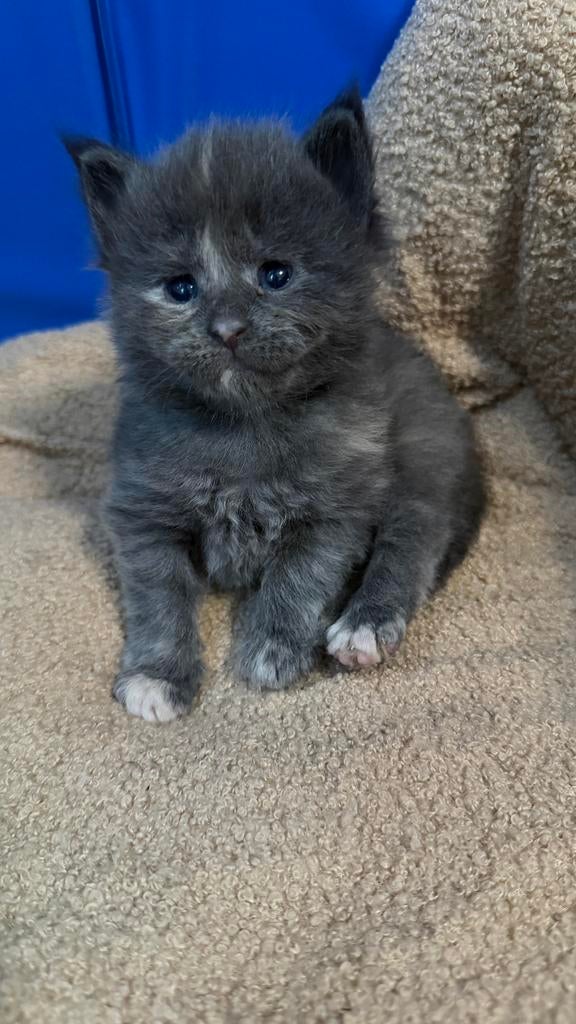 Prachtige Maine Coon kittens, Geslacht onbekend, Gechipt, 0 tot 2 jaar