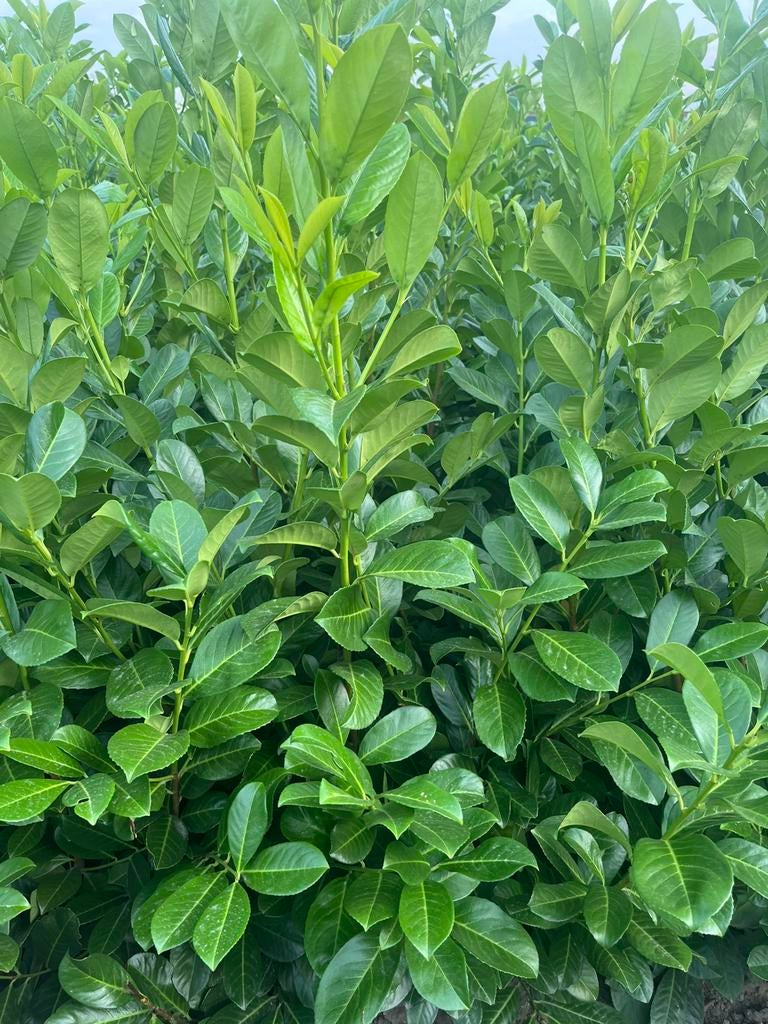 Lauriers, plantes de haies, Enlèvement ou Envoi