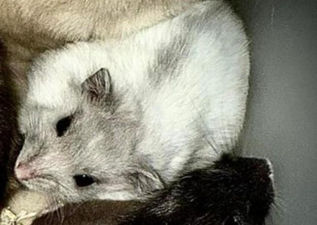 Russische hamster, Dieren en Toebehoren, Knaagdieren, Februari, Vrouwelijk, Hamster