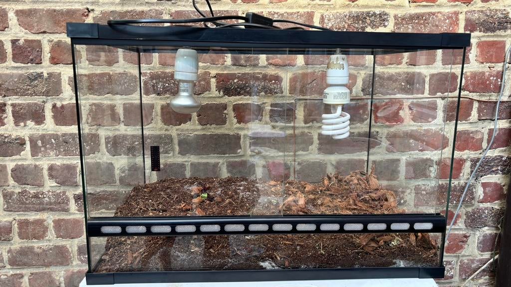 Terrarium en toebehoren, Dieren en Toebehoren, Ophalen, Gebruikt, Terrarium of Paludarium