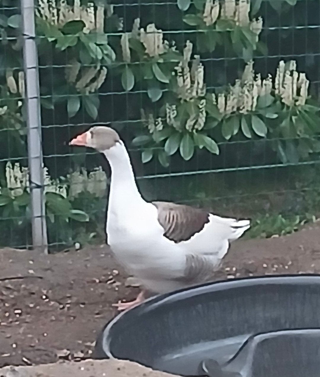 Vlaamse gans 100% vrouwtje