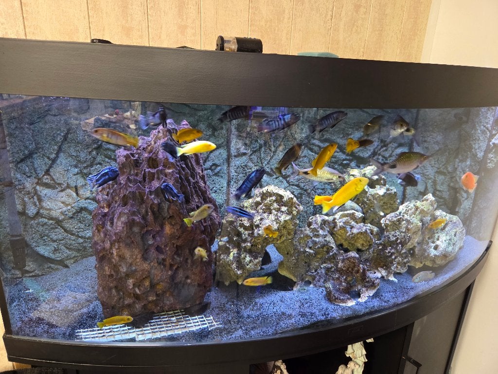 juwel vision 450, Dieren en Toebehoren, Ophalen, Gevuld zeewateraquarium, Gebruikt, Inclusief vissen