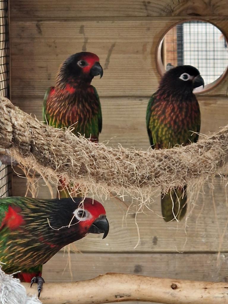 Oranjestrepen Lori, Dieren en Toebehoren, Vrouwelijk, Papegaai, Geringd