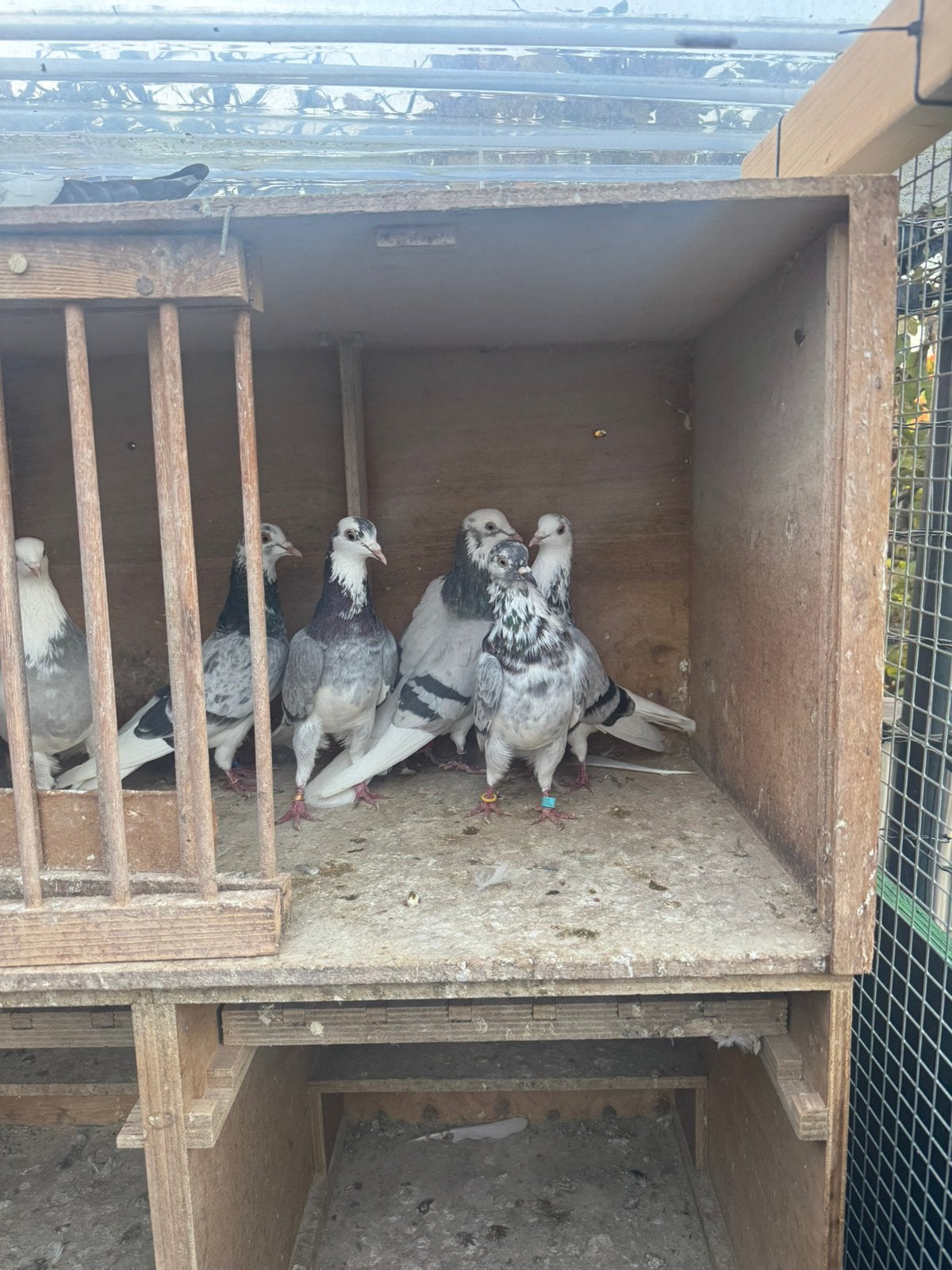 Pigeons à vendre, Animaux & Accessoires