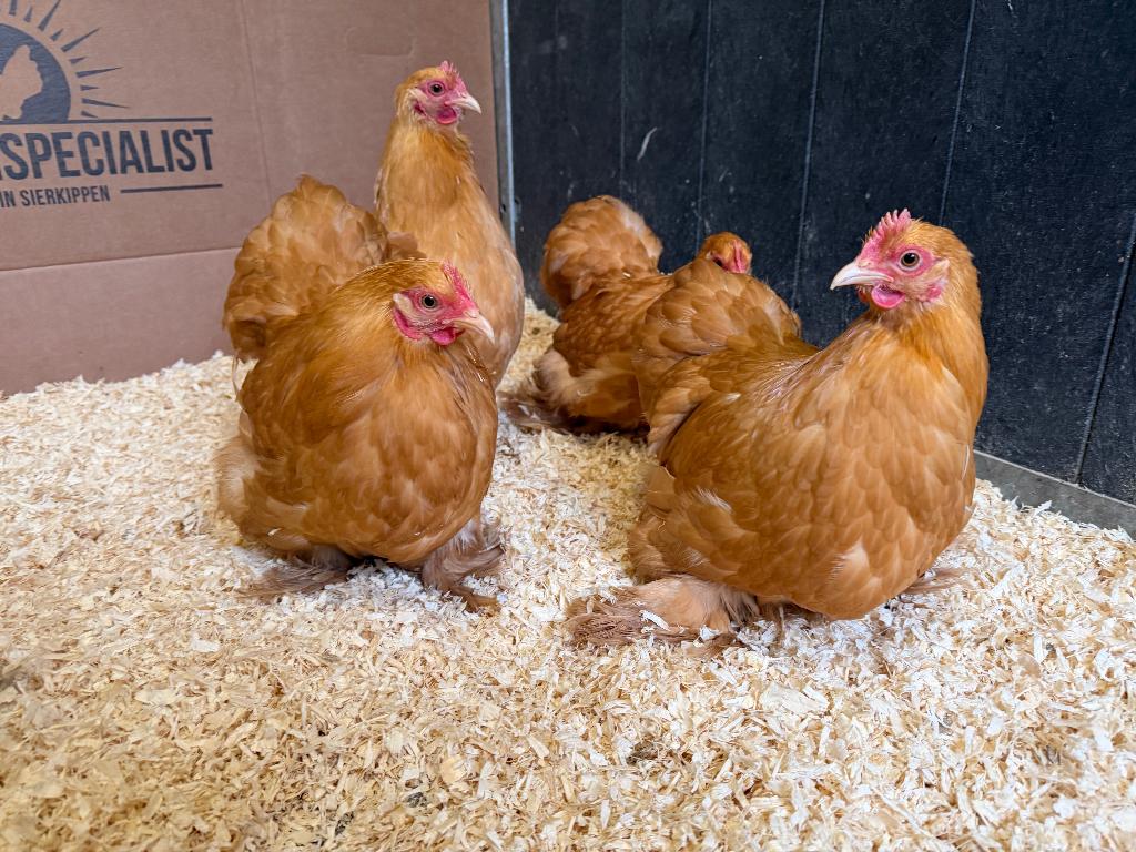 Cochin kriel kippen buff, gesekst + ingeënt, Dieren en Toebehoren, Vrouwelijk, Kip