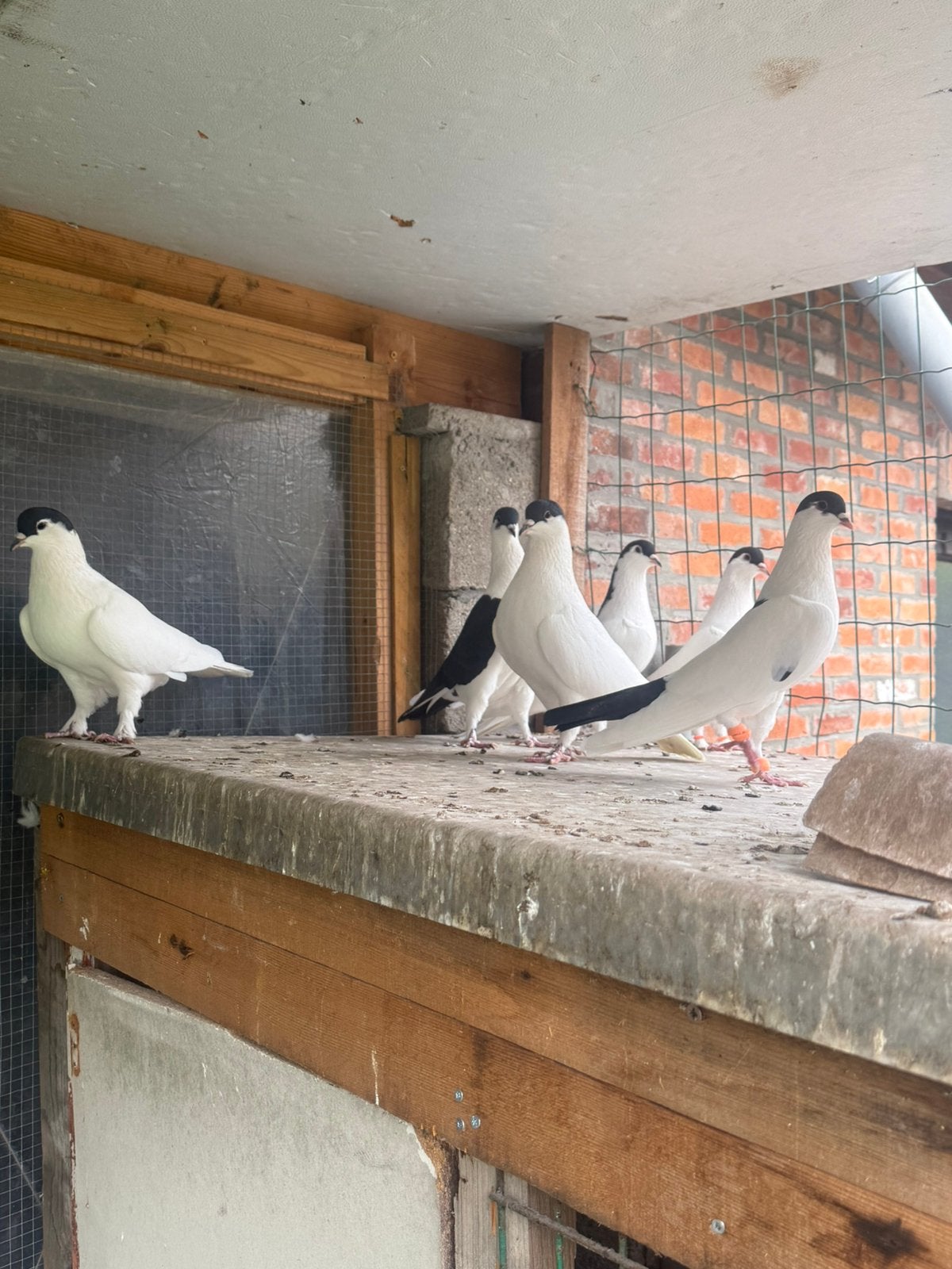 Duiven, Dieren en Toebehoren