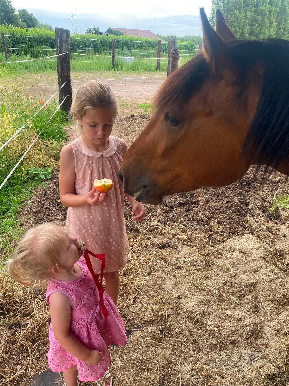 4jarige d pony, Enlèvement