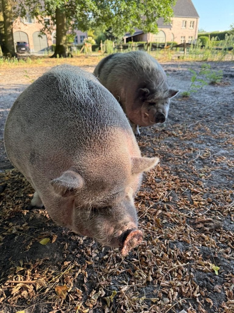 2 varkentjes gratis mee te nemen, Dieren en Toebehoren, Meerdere dieren, Varken, 3 tot 5 jaar