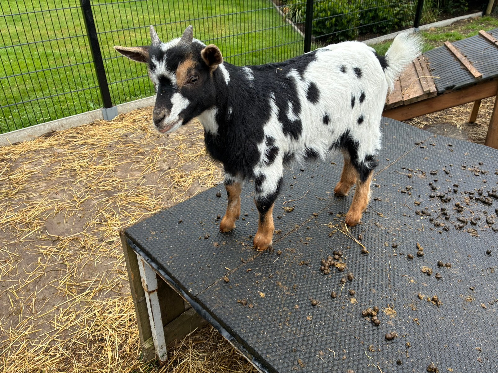 Tam dwergbokje, Animaux & Accessoires, Moutons, Chèvres & Cochons