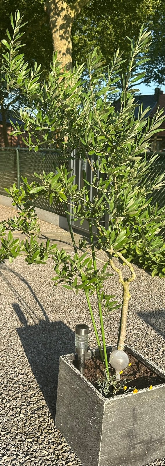Twee olijf Bomen Te koop met de potten, Enlèvement