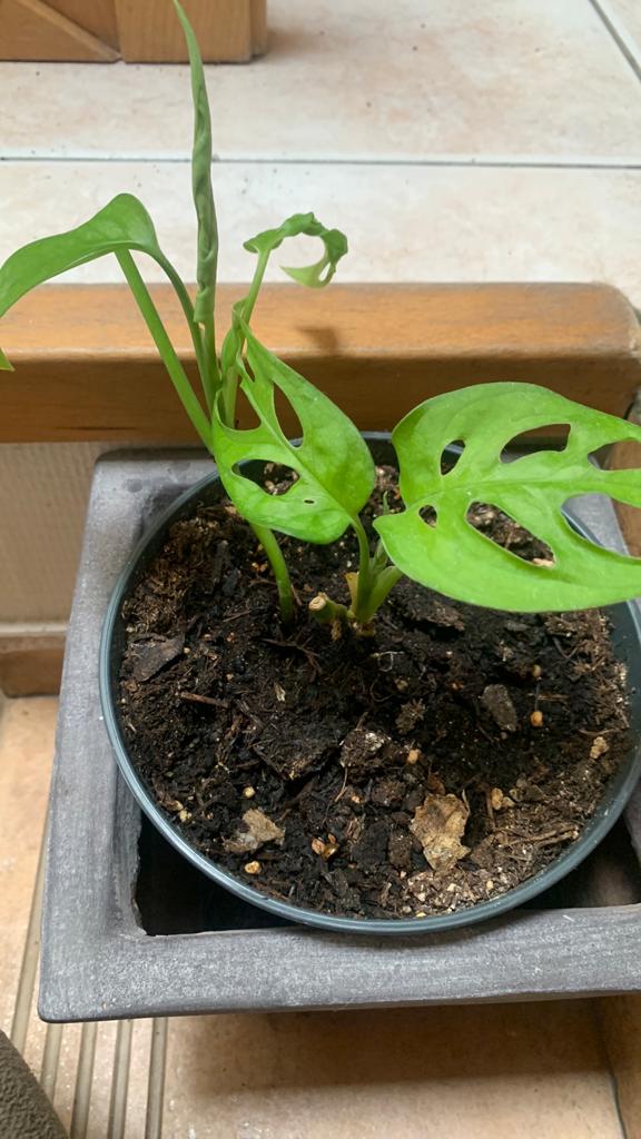 Monstera adansonii, Monkey Leaf' of 'Monkey, Enlèvement