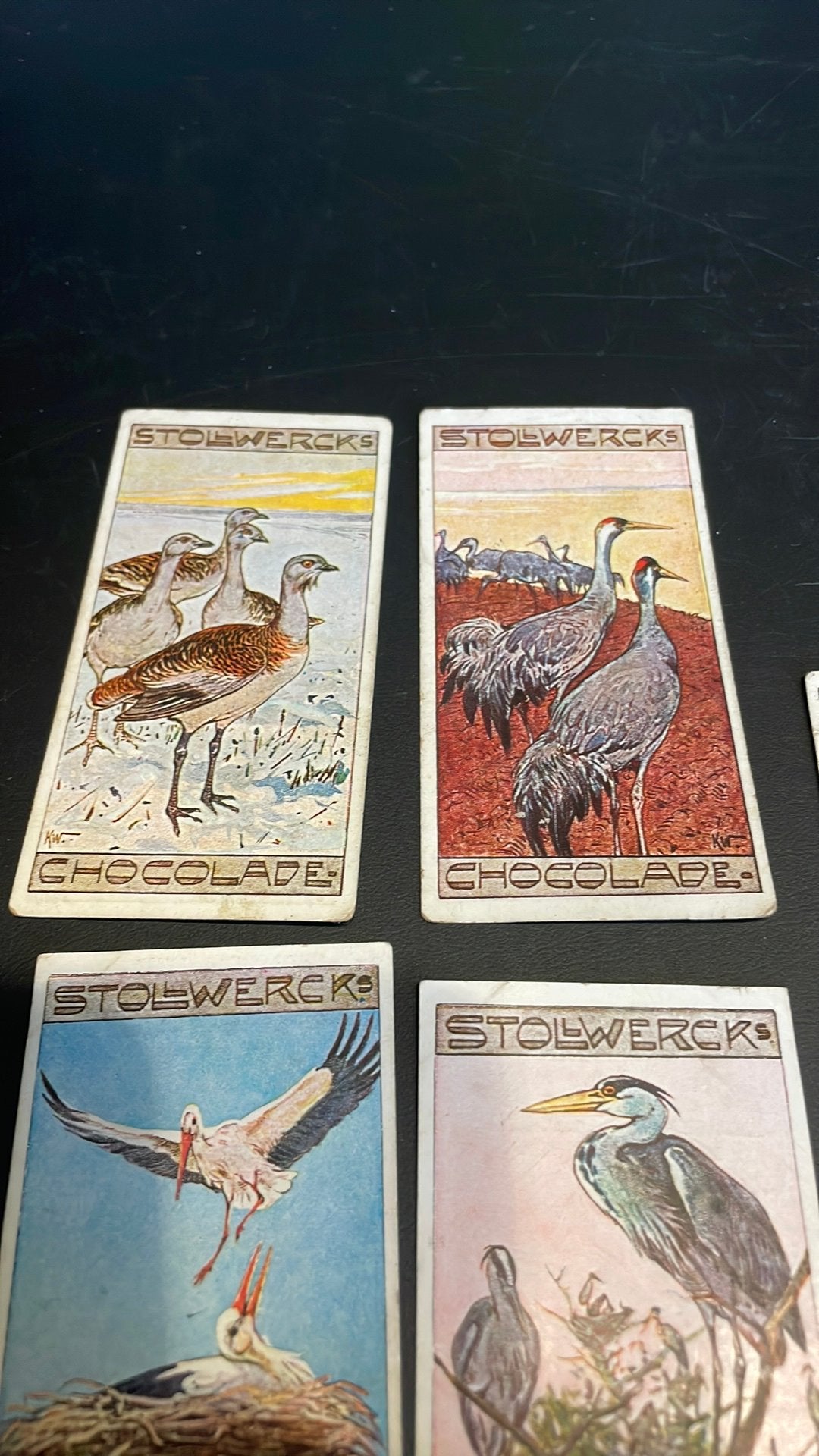 Stollwerck chromo groep31(x3a), Verzamelen, Gebruikt, Ophalen of Verzenden, 1940 tot 1960, Dier