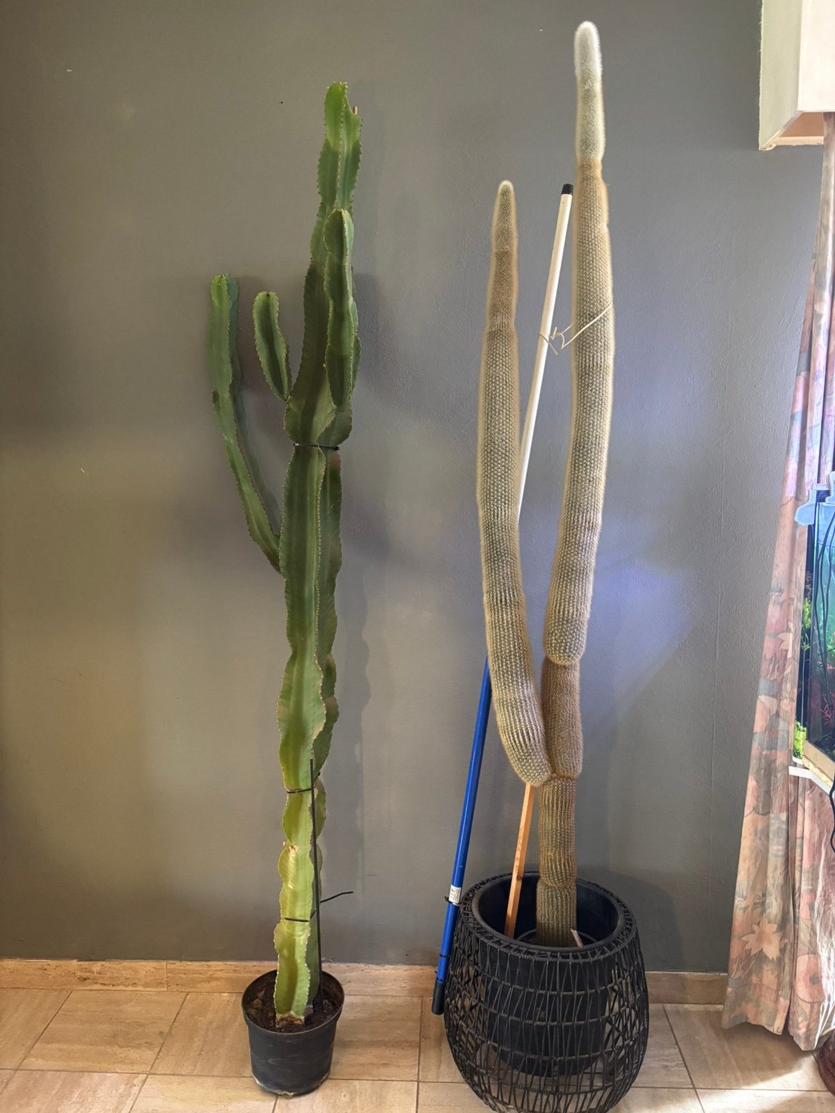 Grote cactus, Ophalen, Cactus