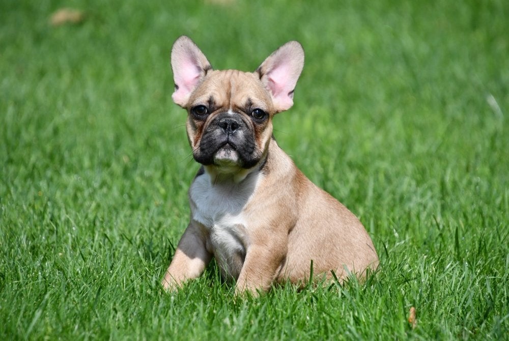 Chiots bouledogue français à vendre - belge