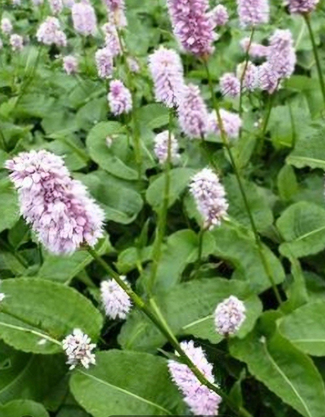 Persicaria Bistorta (Adderwortel), Ophalen, Vaste plant, Halfschaduw