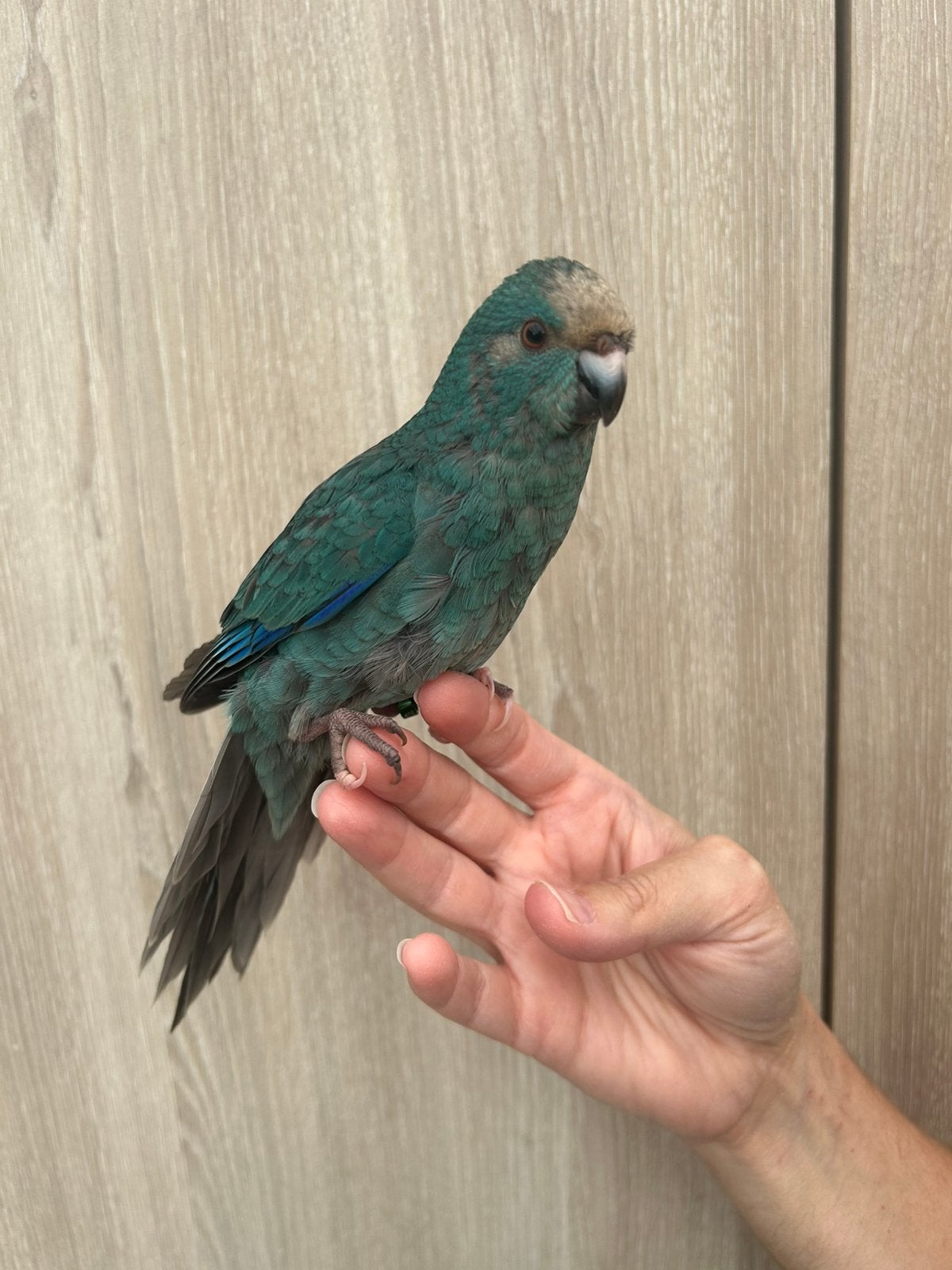Kakariki mâle, Mâle