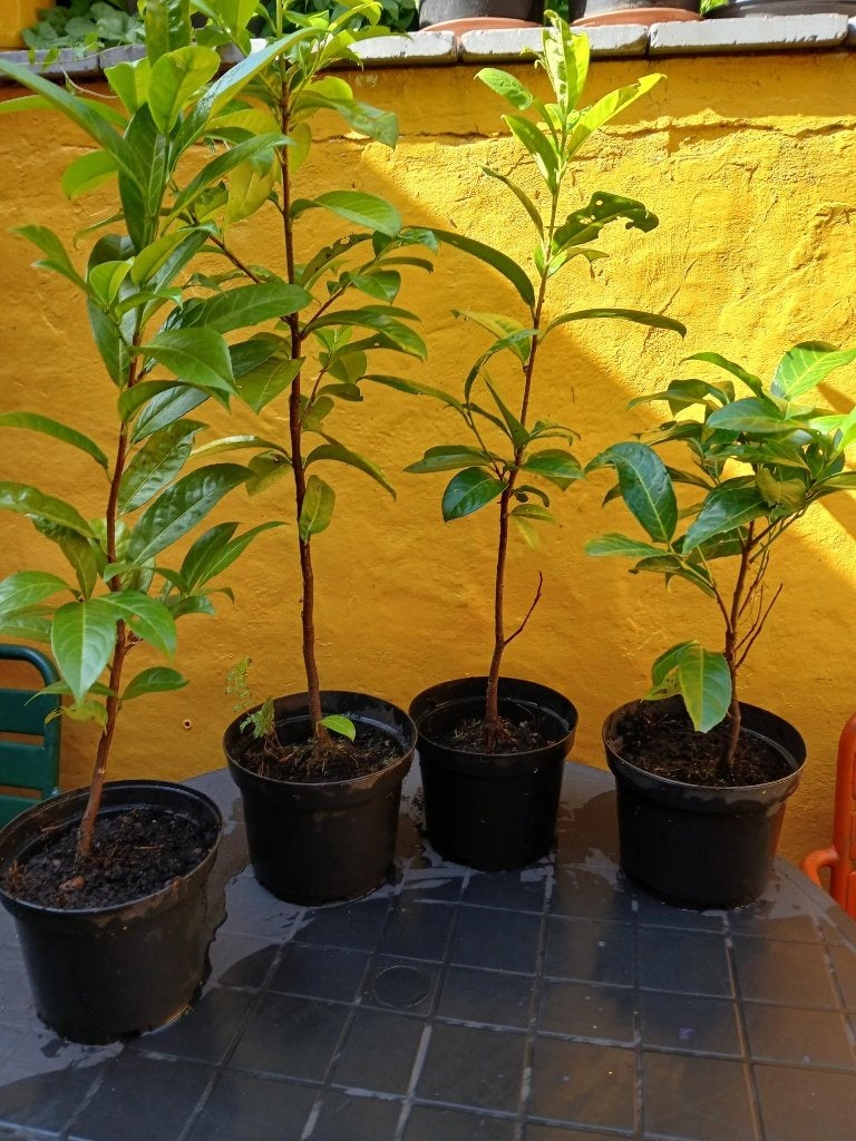laurier cerise, Jardin & Terrasse, Enlèvement, Laurier, Haie, Moins de 100 cm