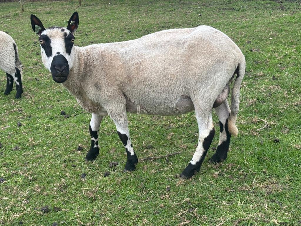 2 Schapen: Carryhill, Dieren en Toebehoren, Schapen, Geiten en Varkens, Schaap