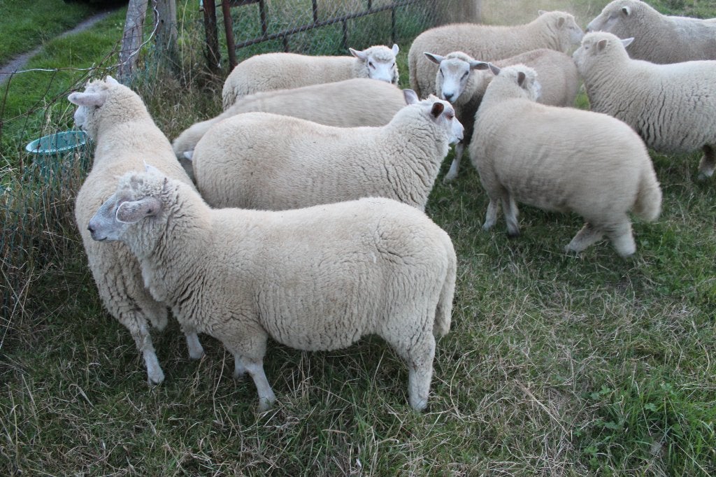 schapen