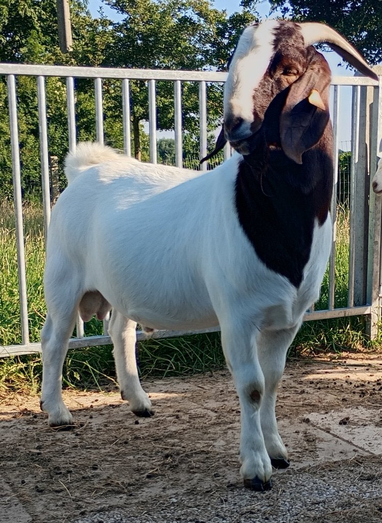 Boergeit bok, Dieren en Toebehoren, Schapen, Geiten en Varkens, Mannelijk, Geit, 0 tot 2 jaar