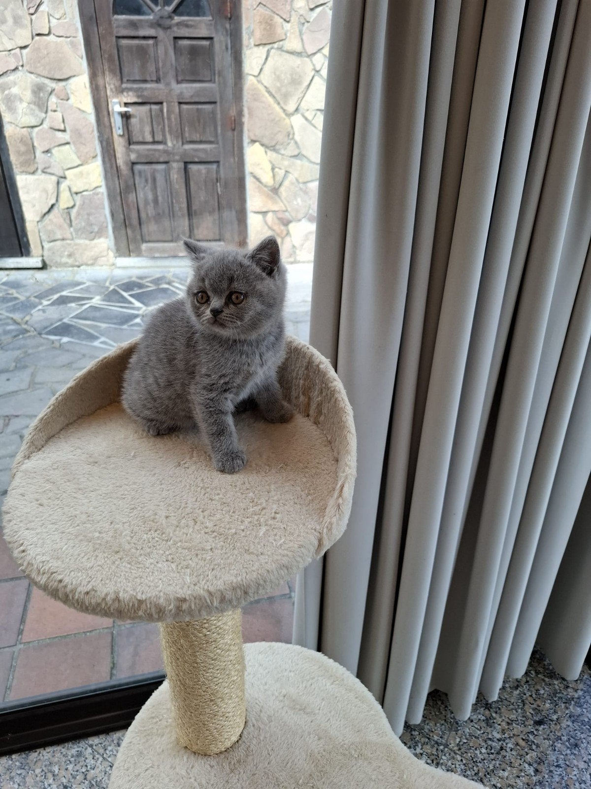Britse korthaar kitten  blauw, Dieren en Toebehoren, Kater, Gechipt