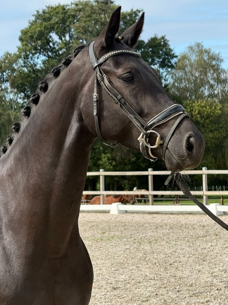 kerngezonde extra bewegende 4jr GLAMOURDALE merrie.Toplijn!!, Dieren en Toebehoren, Merrie, Met stamboom, Dressuurpaard, Zadelmak