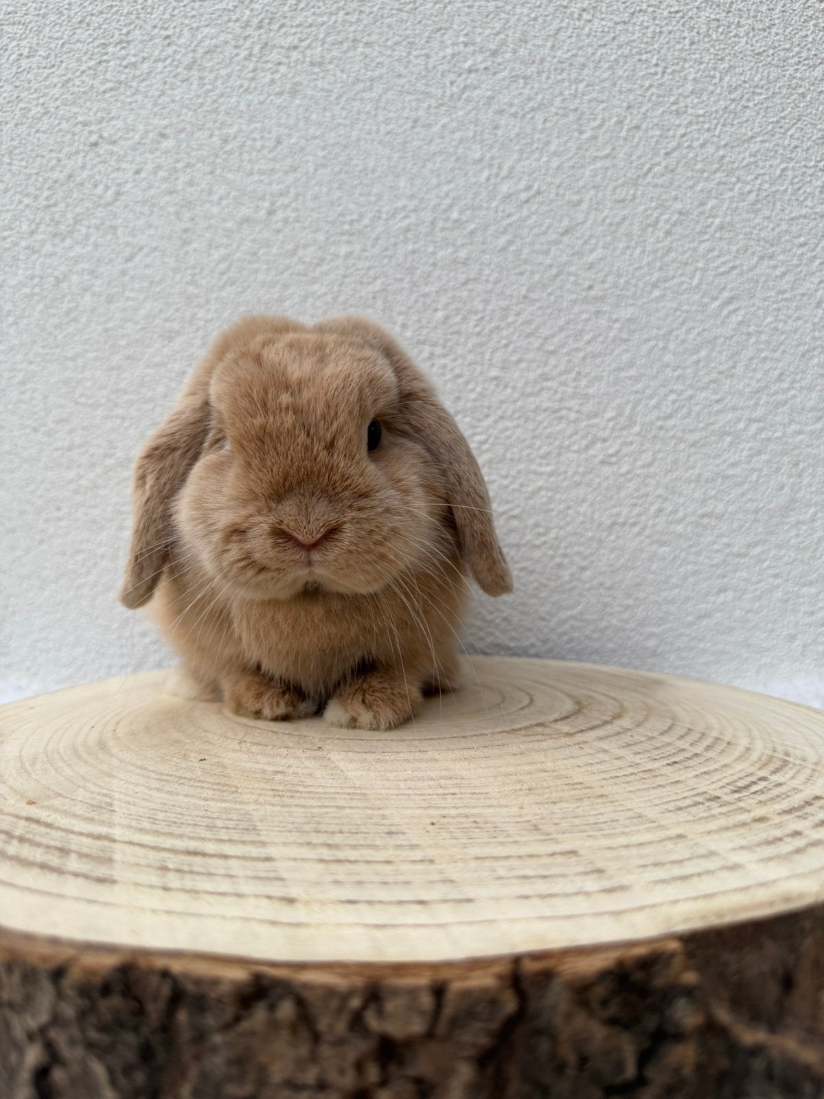 Minilop ram met stamboom, Dieren en Toebehoren, Konijnen, Mannelijk, Dwerg, Hangoor, 0 tot 2 jaar