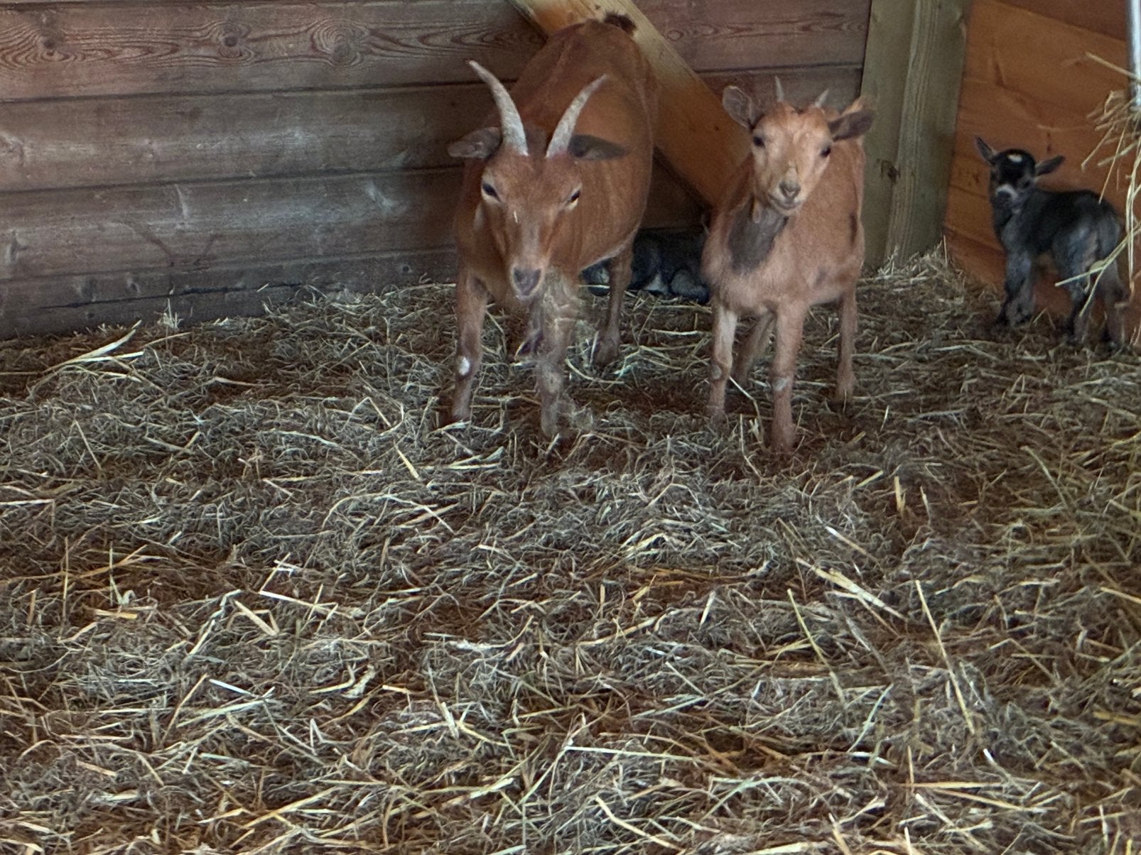 2 jonge miekes 3 maanden