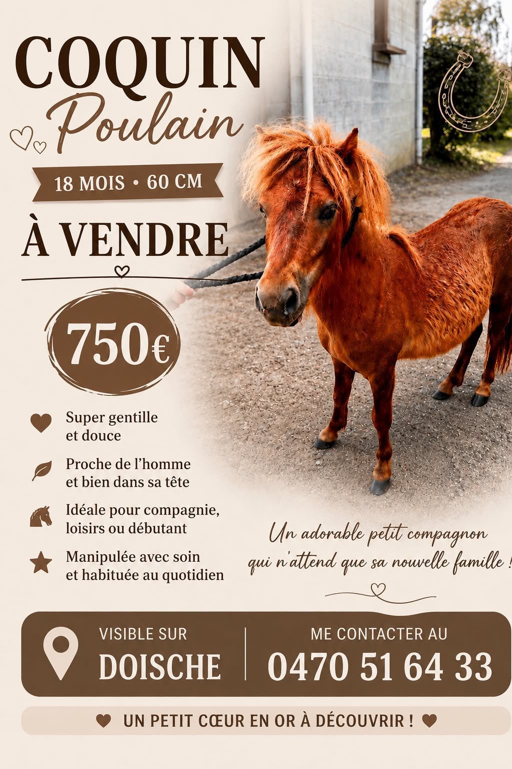 Capitaine super gentil, Animaux & Accessoires, Enlèvement