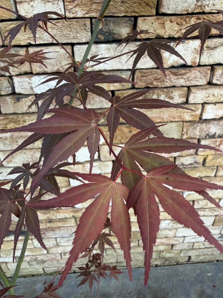 Japanse esdoorn, acer palmatum (rood), Tuin en Terras, Ophalen