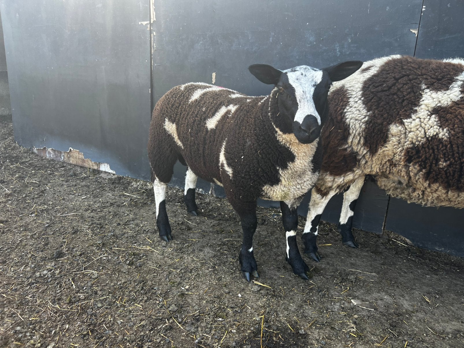 Baggerbonte lammeren, Dieren en Toebehoren, Schapen, Geiten en Varkens, Schaap, Mannelijk, 0 tot 2 jaar