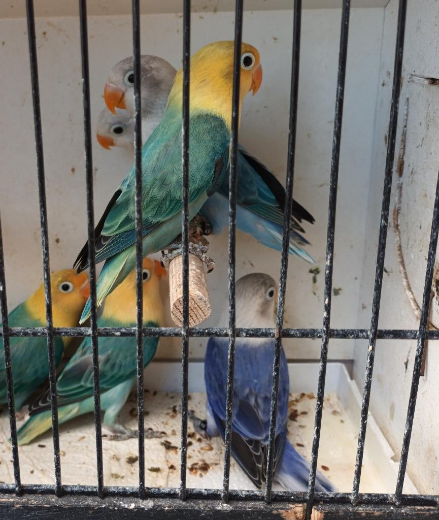 Agaporniden te koop, Dieren en Toebehoren, Meerdere dieren, Dwergpapegaai of Agapornis, Geringd