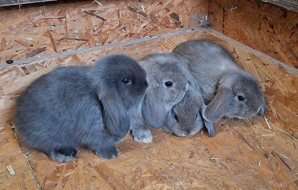 Nederlandse hangoor dwerg. Hangoren. Dwergkonijn, Dieren en Toebehoren, Konijnen, Dwerg, Hangoor