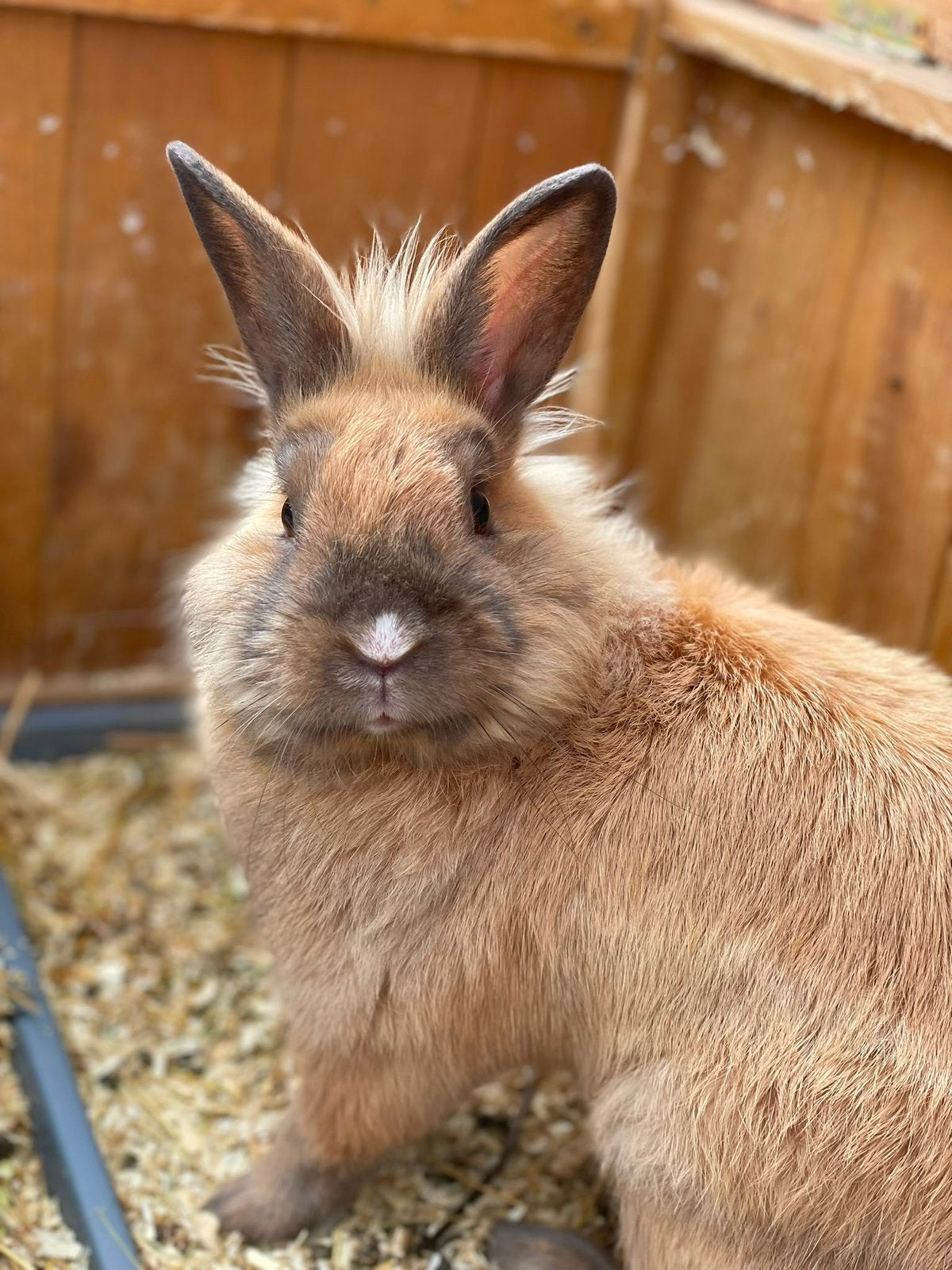 GRATIS-Mannetje zoekt nieuwe thuis!, Animaux & Accessoires