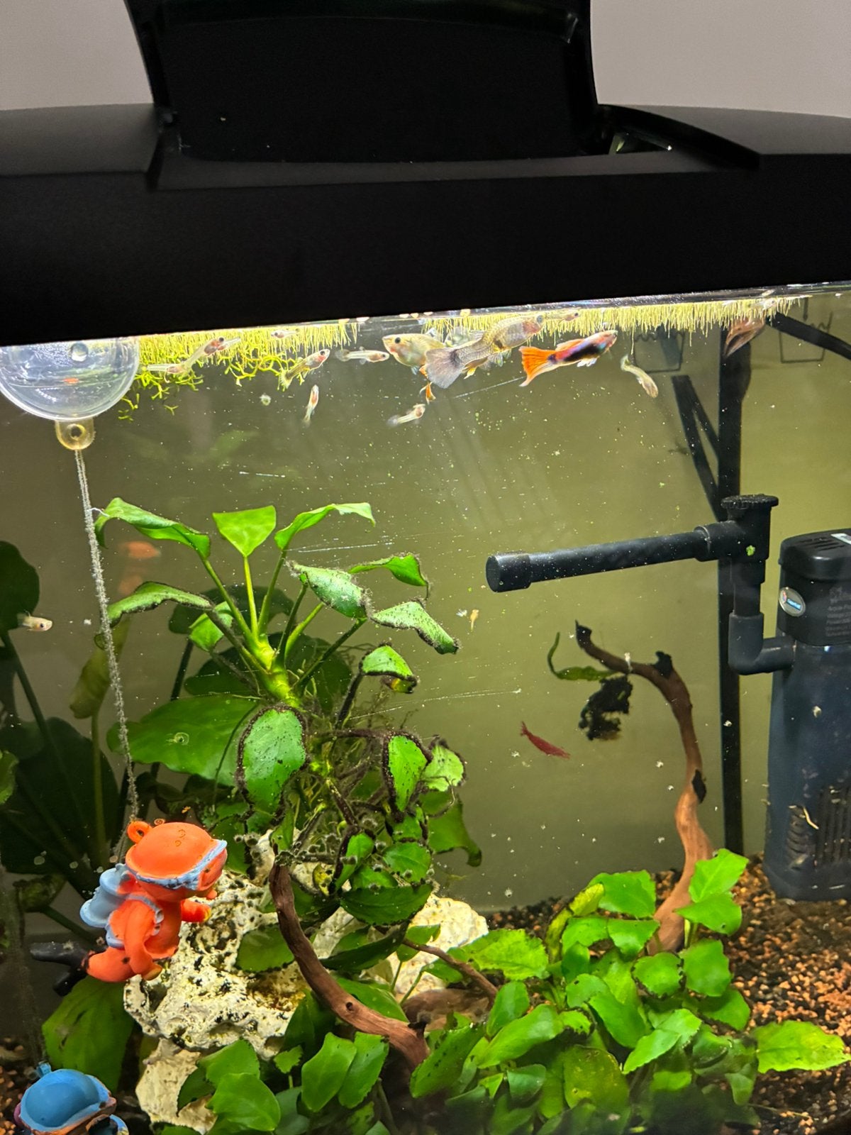 Guppy’s