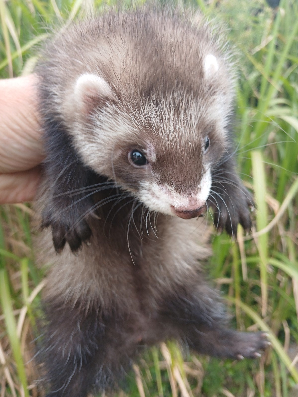 fret wildkleur, Dieren en Toebehoren, Juni, Vrouwelijk
