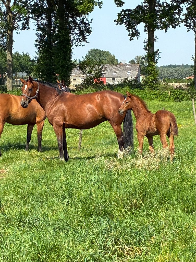 Fok, draag, wandel merrie, Merrie, 165 tot 170 cm, Met stamboom, 11 jaar of ouder