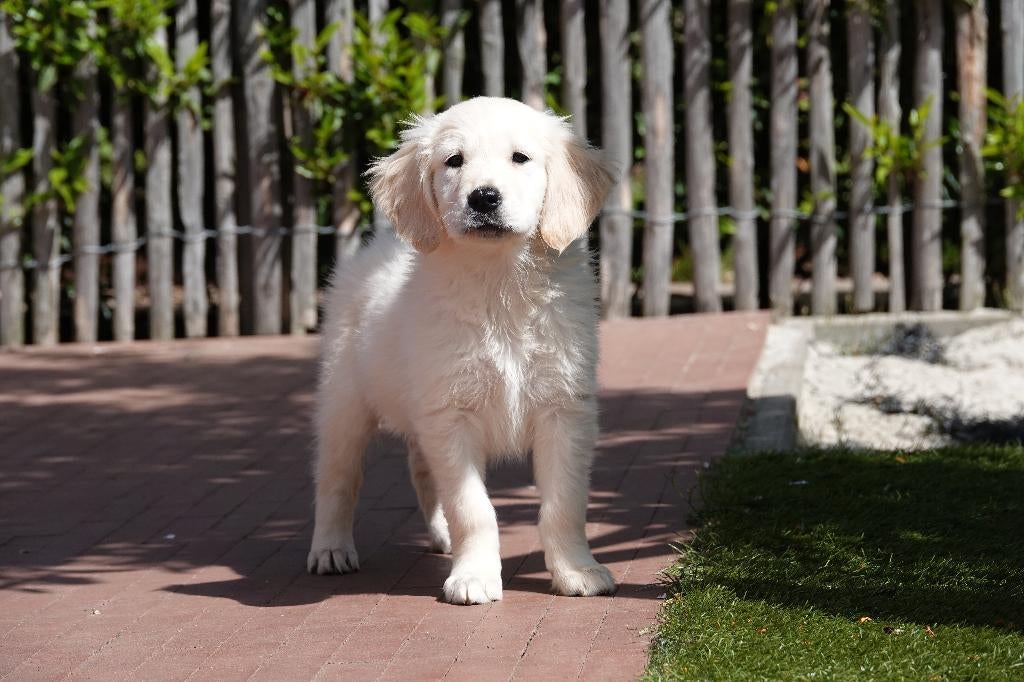 Prachtige goudkleurige en blonde golden retriever pups, België, 8 tot 15 weken, Meerdere, Meerdere dieren