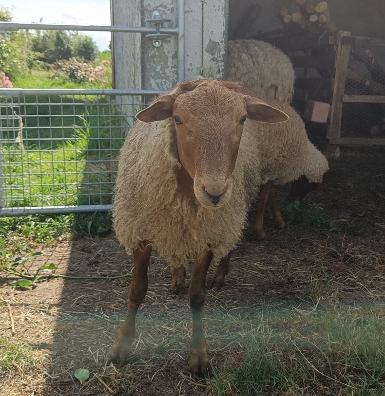 Ardense Voskop ram lammeren, 2 stuks, ingeschreven, Dieren en Toebehoren, Mannelijk, Schaap, 0 tot 2 jaar