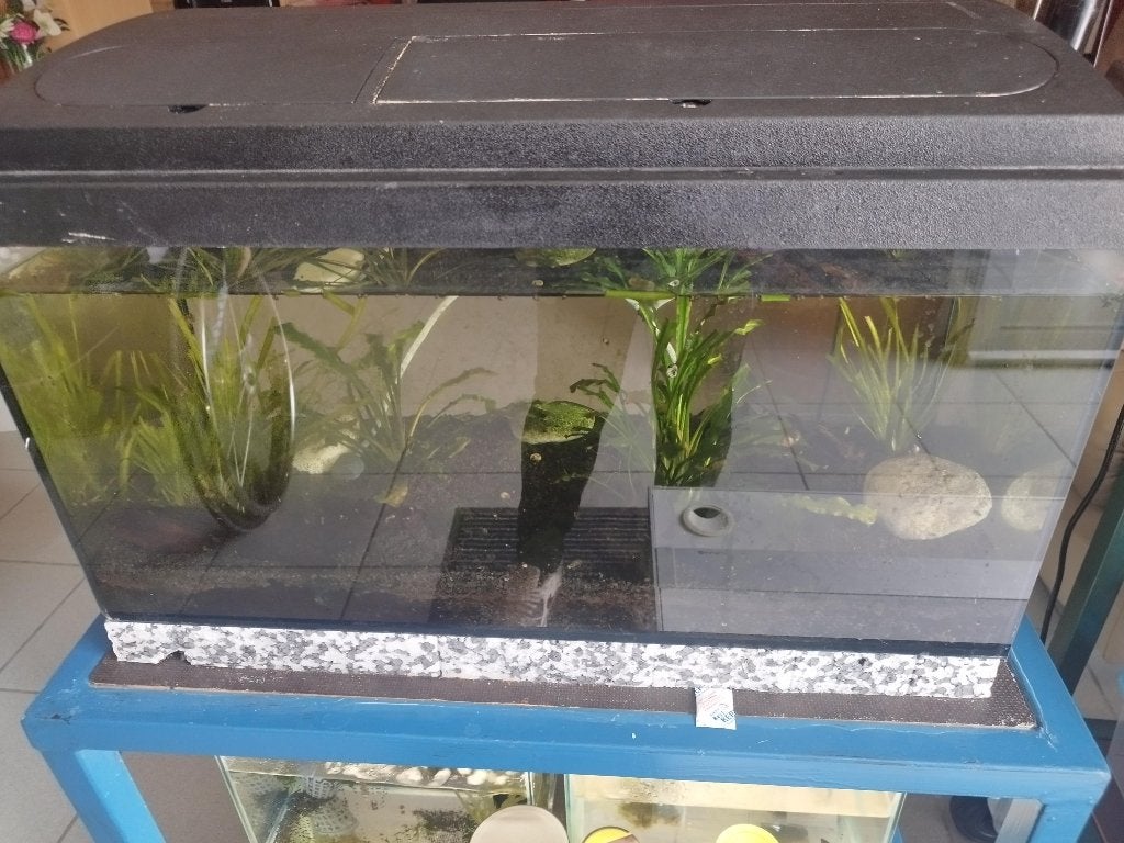 aquaruim 30 cm breed 60 cm lang, Dieren en Toebehoren, Ophalen, Pomp, Gebruikt, Gevuld zoetwateraquarium