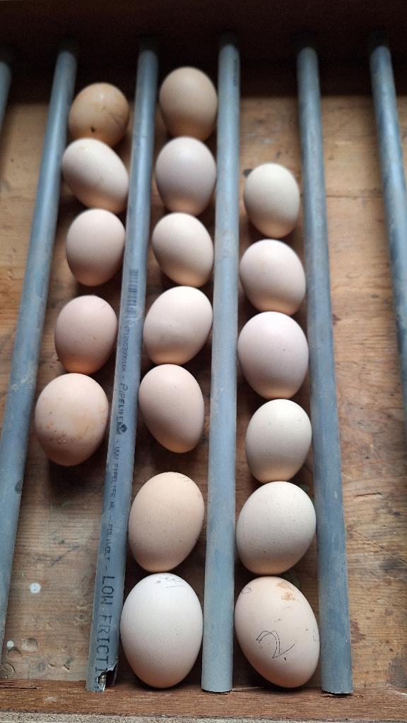 Broedeieren Brahma columbia wit/zwart, Dieren en Toebehoren, Pluimvee, Geslacht onbekend, Kip