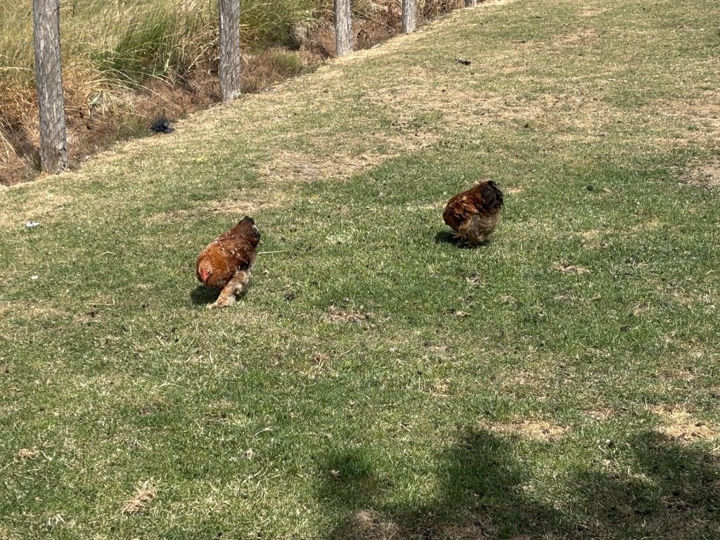 Cochin Krielhaantjes, Dieren en Toebehoren, Mannelijk, Kip
