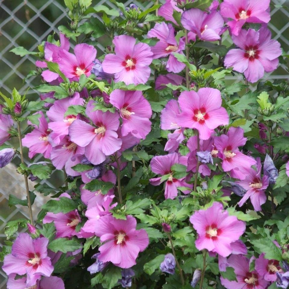 Hibiscus plantjes - roze bloemen, Tuin en Terras, Planten | Tuinplanten, Vaste plant, Halfschaduw, Ophalen